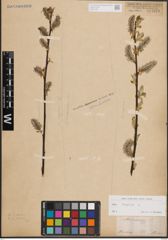 Foto von Salix caprea L.